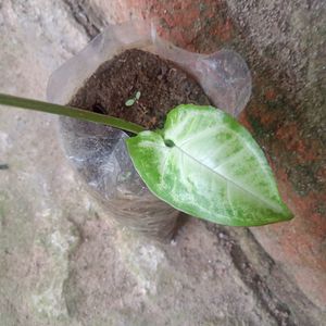 Fern, Caladium Plants