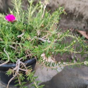 Portulaca Plant