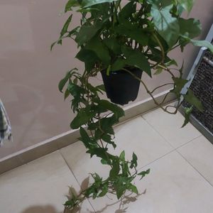 Whole Pot Green Syngonium Mature Plant