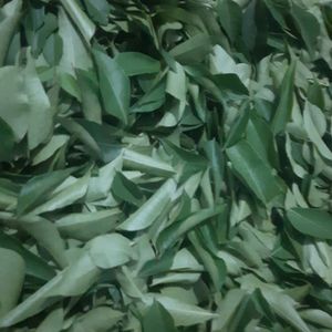 Curry Leaves 100gm