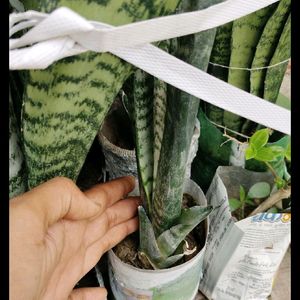 Snake Plant