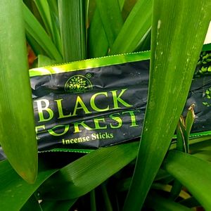 🌲Black Forest Incense Sticks 🌳