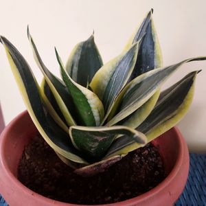 Snake Plant sapling with Pot