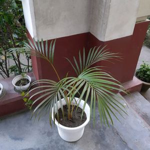 Areca Palm