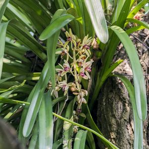 Cymbidium Orchid Plant