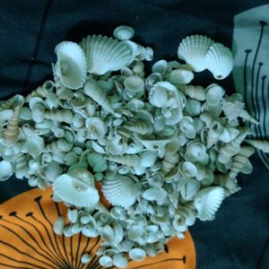 Seashells Combo