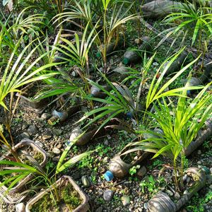 Areca Palm Double Tree