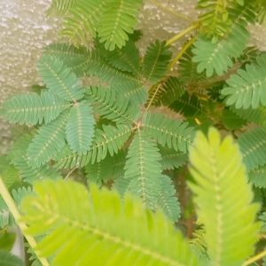 Natural Mimosa pudica ,छूईमुई पौदा Touch Me Not