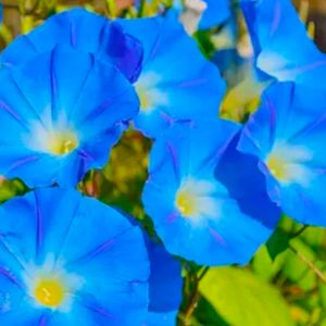 Morning Glory Mix Color High Quality Seeds