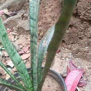 Snake Plant With Pot