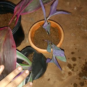 6 Purple Mix Varieties Of Plants Well Rooted