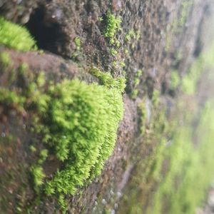 Moss Plants For Decoration (15cm)10pc