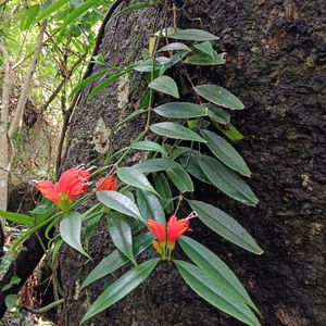 Orchids