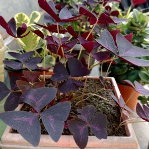 Purple Oxalis Triangularis