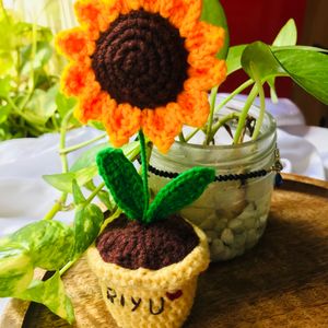 Sunflower With Pot