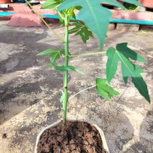 Healthy Papaya Plant