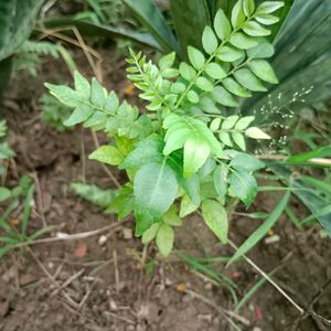 2 Curry Leaf Plants