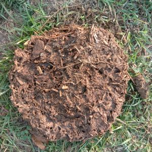 Upla/thepri/Cow dung Cake