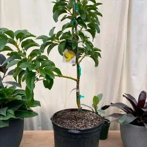 Hybrid Avocado Plant