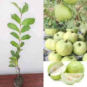 Guava Live Plant Pack Of 1