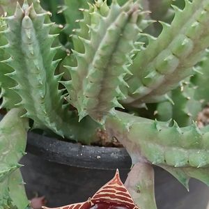 Huernia Zebrina Sacculant Plant