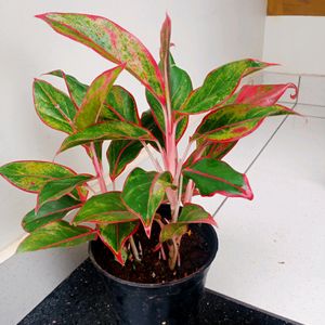 Aglonema red Lipstick Plant