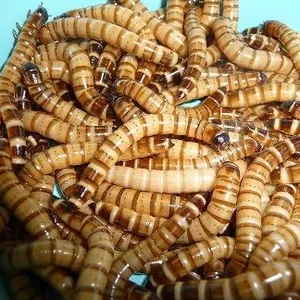 Super meal Worms