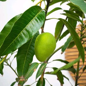 Amrapali Mango Tree