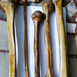 Original Bone Set