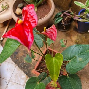 Anthurium Live Plant