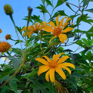 Tithonia Diversifolia (Mexican Sunflower)