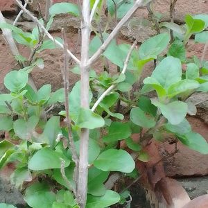 Tulsi Seeds And Plants Pack Of 2 Live