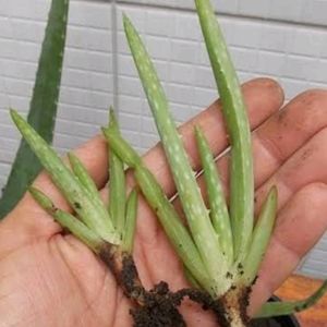 A Combo Of 4 Baby Aloe Vera Plants