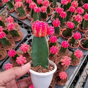 Moon Cactus Pink Rani Live Plant