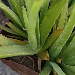 Aloe Plant