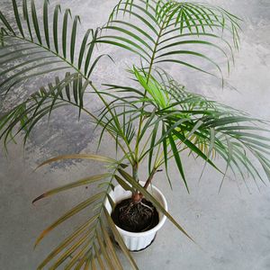 Areca Palm 450