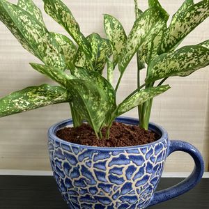 Snow White Aglaonema Plant (1)