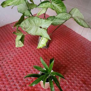 Pack 2 Callisia Fragrans& Arrowhead Plants & pot