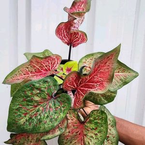 Caladium I'd-Dragon Flame