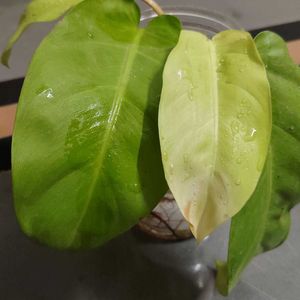 Golden Philodendron Rooted Plant