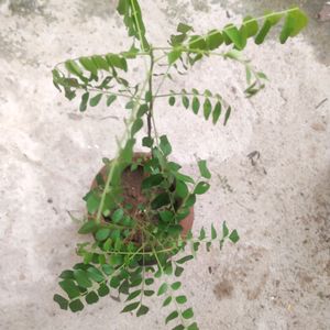 Combo 2 Plant Curry Leaves With Healthy Root