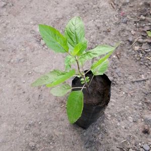 Tulsi Plant