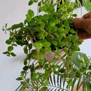 Pack 2 Pilea Depressa & Ee Tradescantia Plants