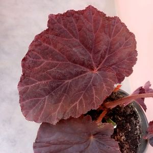 Begonia