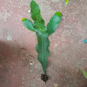 Rooted Brahmakamal Plant