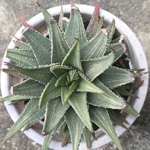 Matured Variegated Haworthia