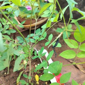 Double Petal Blue Aprajita Plant