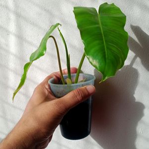 Philodendron Well Rooted Plant