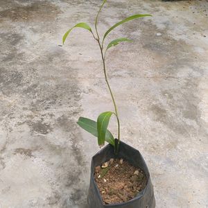 Mango Plant