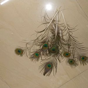 Wall Decorating With Peacock Feather